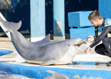 Los delfines del zoo de Madrid, bajo la sombra del maltrato