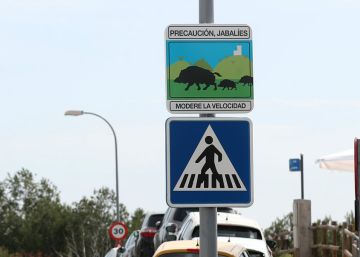 Los jabalíes causan casi 800 accidentes de tráfico en Madrid en seis años