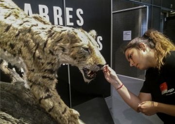 Per què tens els ullals tan llargs, dents de sabre?
