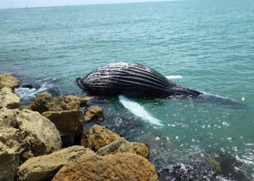 Hallada sin vida una cría de ballena en una escollera de Gandia