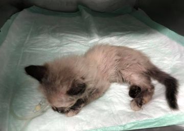 Una protectora denuncia la mort d’una gata de dos mesos per un petard a la boca a Lleida