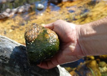 Una cianobacteria hace peligroso bañarse en el río Manzanares