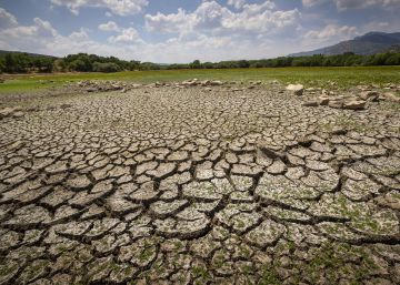 Salvemos al insecto, matemos al mapache
