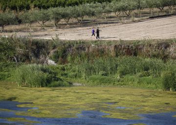 La mosca negra creix sense control a la desembocadura de l’Ebre