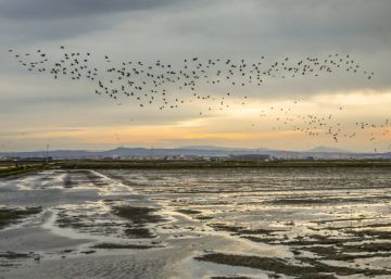 Un brote de botulismo en L’Albufera deja 331 aves muertas y 64 enfermas