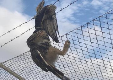Rescatado un búho real, especie amenazada, de las púas de un alambre prohibido