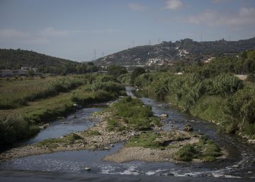 Un pla per fer reviure el bosc de ribera del Besòs