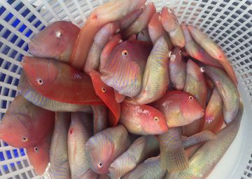 La fiebre del ‘raor’, ese pescado tan caro La fiebre del ‘raor’, ese pescado tan caro
