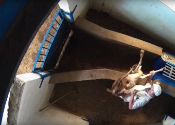 Imágenes de una cámara oculta muestran el maltrato animal en un matadero de Madrid