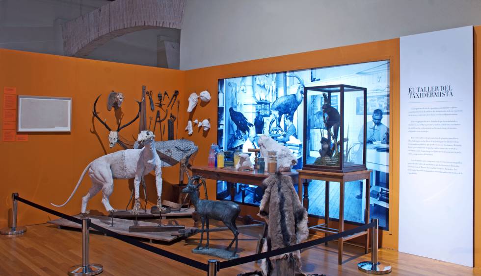 Una imagen de la exposición sobre taxidermia.