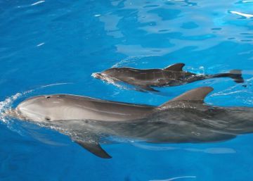 La mort d’un dofí retorna la polèmica al zoo