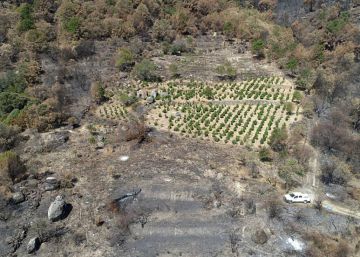 La cosecha de uva para vino baja más de un 40% por la sequía y las inundaciones