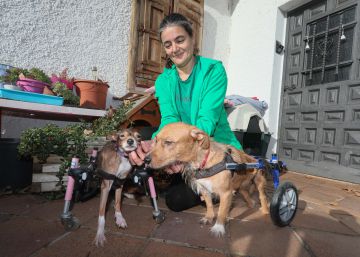 “Levantar el ánimo a un animal maltratado es una de las mejores sensaciones del mundo”