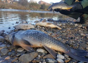 El riu Besòs, recuperat després del greu abocament al desembre