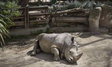 Un rinoceront del zoo de Barcelona.