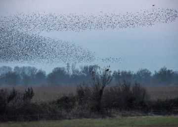 Els estornells hipnotitzen el cel de l’Empordà
