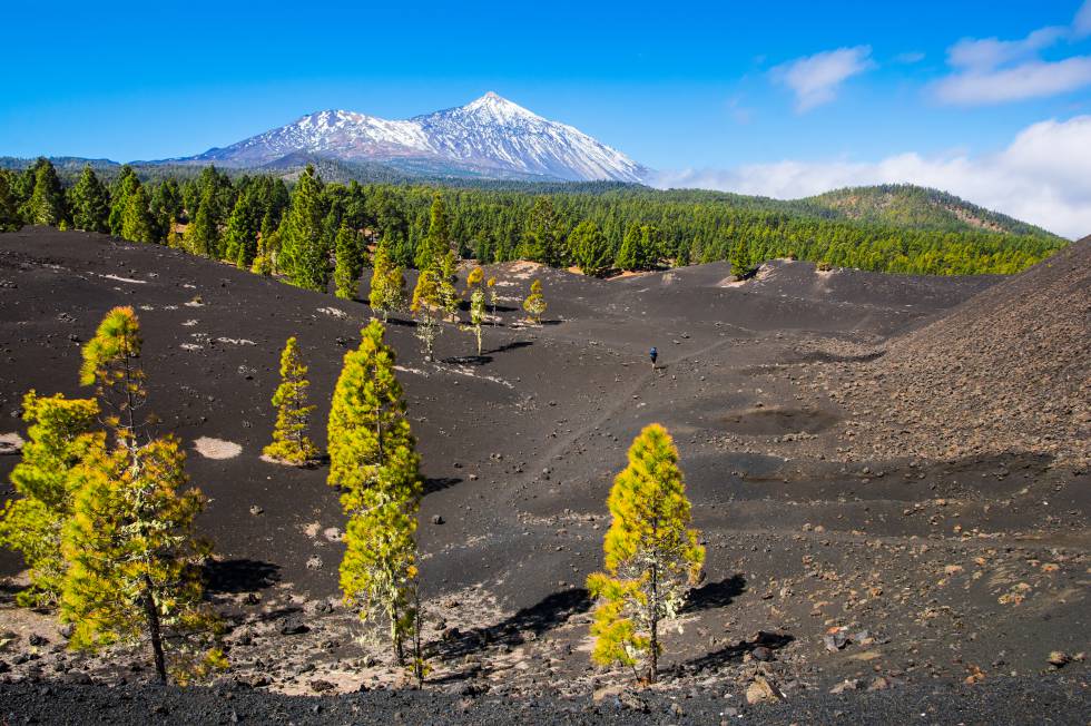 Pinares de la corona forestal del Teide (Tenerife).
