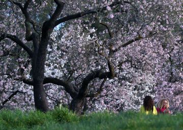 Avance de la primavera en Madrid: florecen los almendros de la Quinta de los Molinos