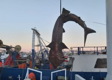Capturat un tauró de set metres a Tarragona