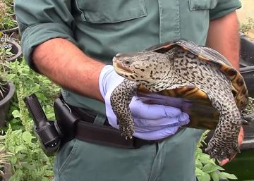 Setge a la venda d’animals exòtics a Barcelona