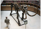 Un mamut de Siberia por 260.000 euros
