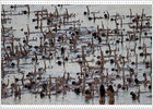 Tunick desnuda Israel