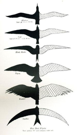 Imagen de uno de los libros rescatados por Reanimation Library. Imagen de uno de los libros rescatados por Reanimation Library.