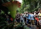 Se abre la flor más grande del mundo