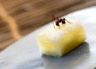 Del chocolate con saltamontes a la salsa de grillos
