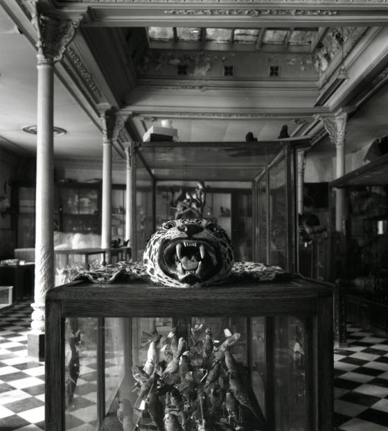 Vitrina de 'El taxidermista', de Toni Catany.
