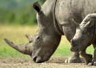 Tierra, renuncia a la gravedad