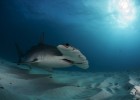 Cine documental para frenar la extinción