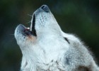 La historia de un lobo inolvidable La historia de un lobo inolvidable