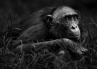 Hermano primate