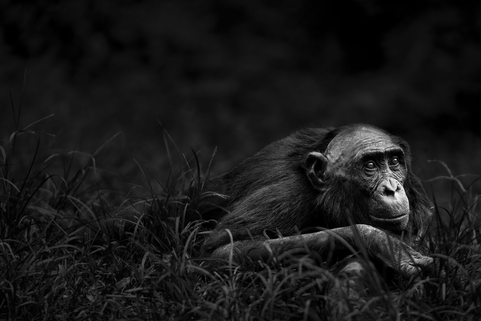 Una de las fotografías de la serie 'Primates' (2015). Una de las fotografías de la serie 'Primates' (2015).