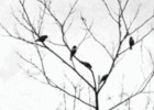 El águila naturalista El águila naturalista