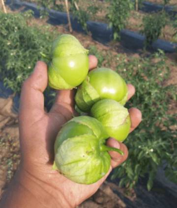 Tomatillos verdes producidos en España.