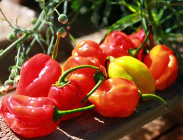 Chiles habaneros producidos en Extremadura.