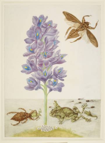 La mujer que criaba insectos