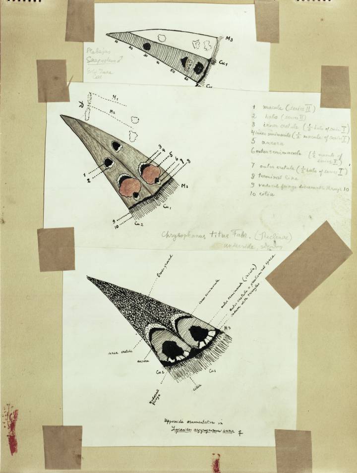 Compartativa de los esquemas de máculas en 'Cells M3' y 'CuA1' en el revés de las alas traseras, incluido en el archivo Vladimir Nabokov en la colección Berg, New York Public Library. Compartativa de los esquemas de máculas en 'Cells M3' y 'CuA1' en el revés de las alas traseras, incluido en el archivo Vladimir Nabokov en la colección Berg, New York Public Library.