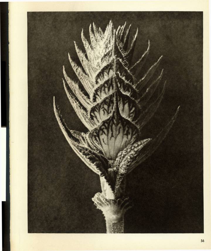 Fotografías de la serie de los años veinte 'Formas artísticas de la naturaleza', de Karl Blossfeldt. Fotografías de la serie de los años veinte 'Formas artísticas de la naturaleza', de Karl Blossfeldt.