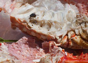 Wolfgang Tillmans, la fotografía sin límites Wolfgang Tillmans, la fotografía sin límites