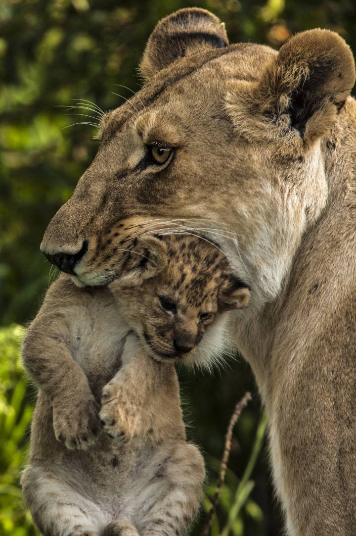 “Si tu gato tuviera el tamaño de un león, te comería” “Si tu gato tuviera el tamaño de un león, te comería”