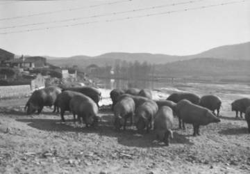 Mercado de cerdos en Plasencia, 1928, impresión a la gelatina de plata.