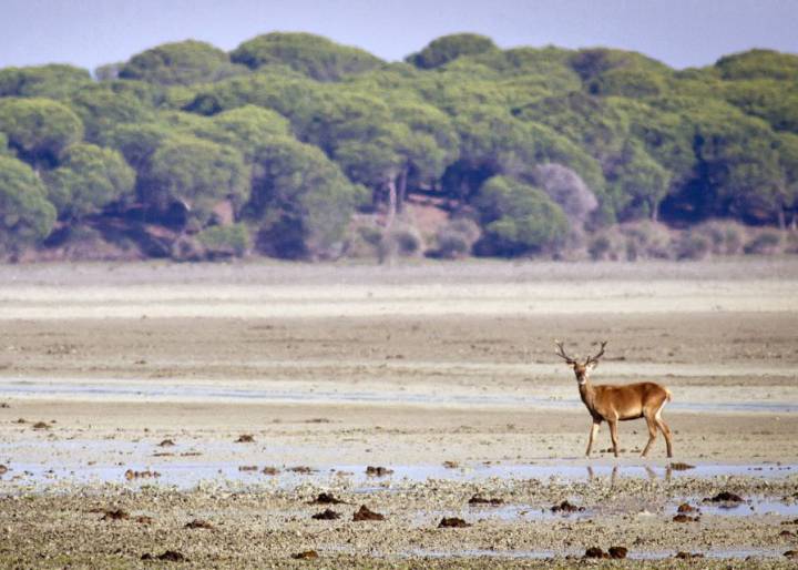 La huella de Tartessos conduce a Doñana La huella de Tartessos conduce a Doñana