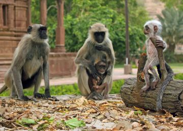 Animales electrónicos entrenados como espías