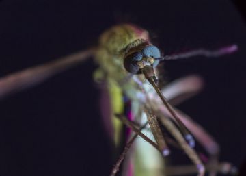 El calentamiento global da alas a los mosquitos El calentamiento global da alas a los mosquitos