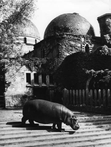 Uno de los hipopótamos del zoo de Budapest