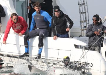 ¿Podrá Michael Phelps ganar a un tiburón?