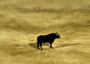 Corridas de toros a la balear: los jueces, culpables Corridas de toros a la balear: los jueces, culpables